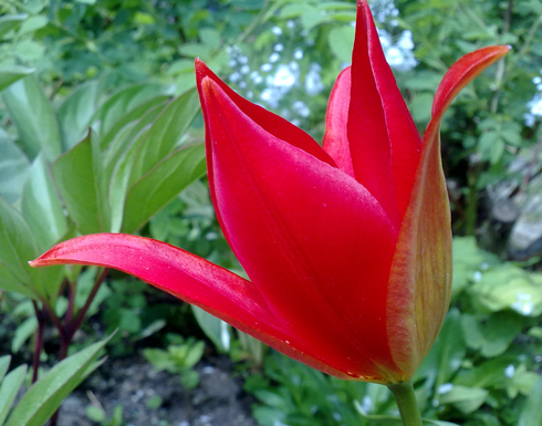 Sommartulpan (Tulipa sprengeri). Foto: Dan Abelin (CC BY).